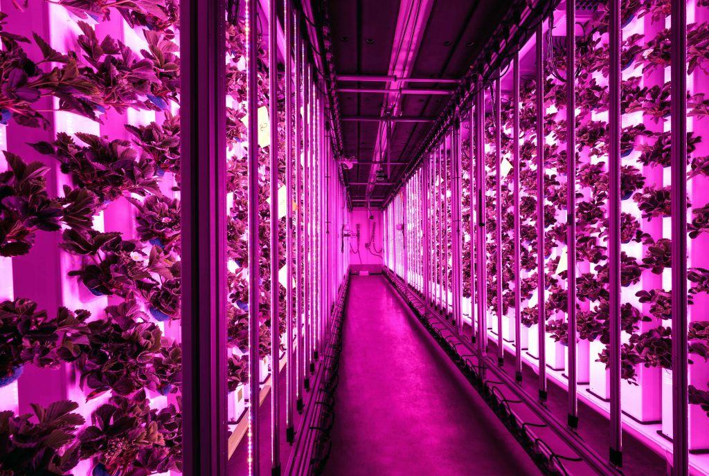 植物生长灯